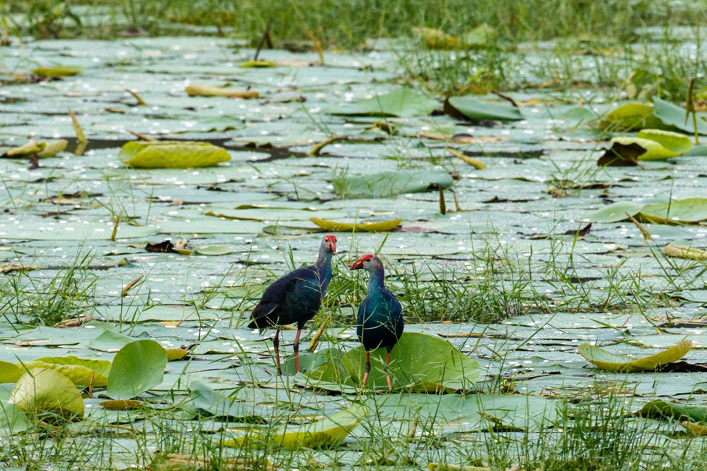 Graukopf Purpurhuhn